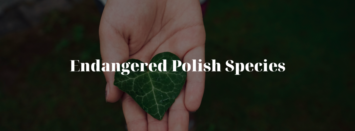 Endangered Polish Species: A Call for Conservation